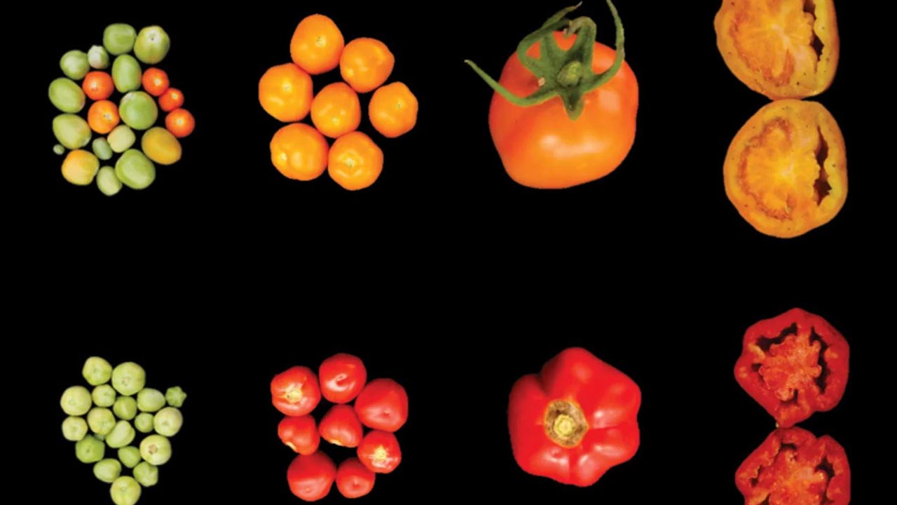 gelbe und rote Tomaten