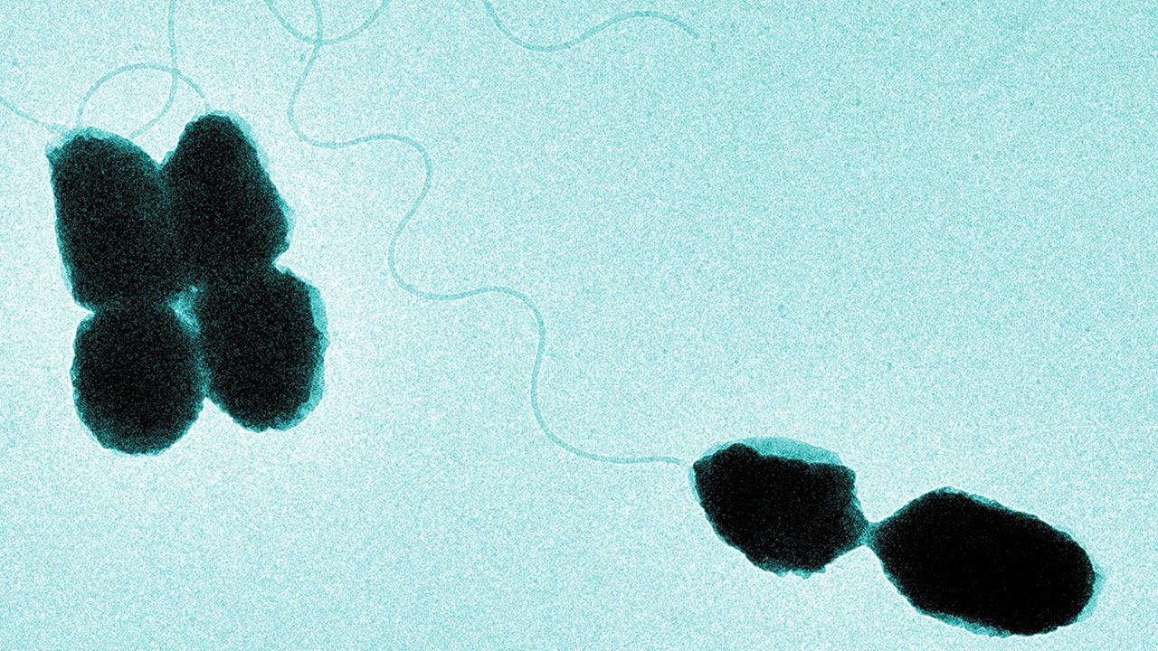 Mikroskopische Aufnahme des Bakteriums Vibrio natriegens