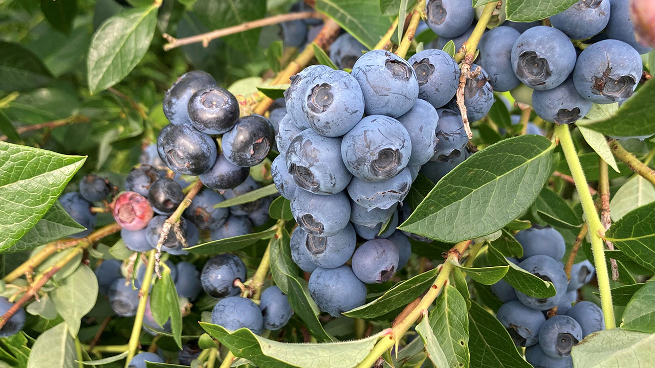 Heidelbeeren am Strauch