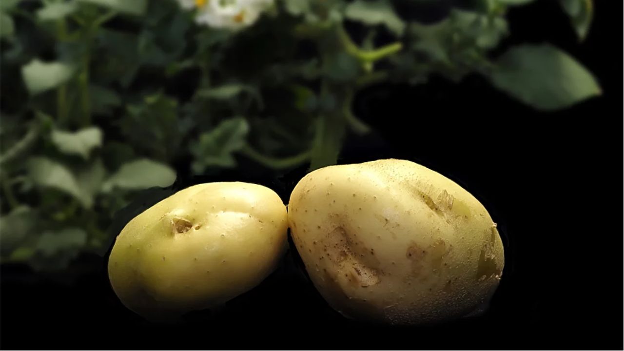 Zwei Kartoffelknollen