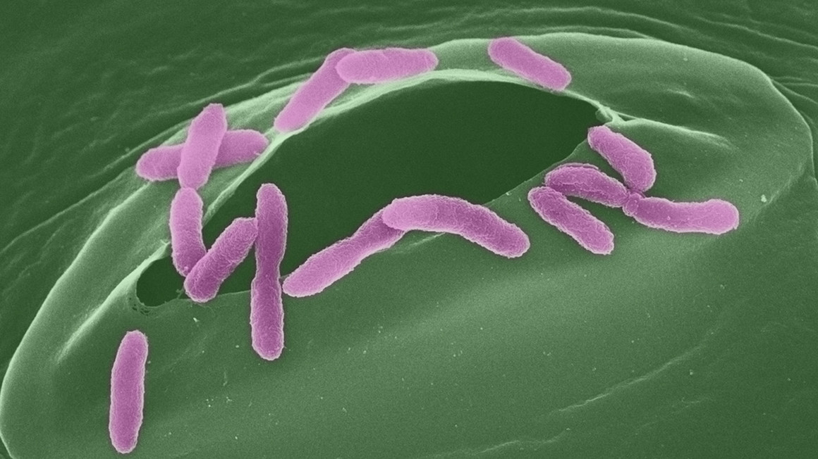 Kolorierte Rasterelektronenmikroskopaufnahme von Pseudomonas-Bakterien, beim Eindringen in eine Spaltöffnung eines Pflanzenblatts