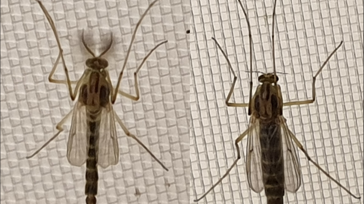 Adulte Zuckmücken (links Männchen - rechts Weibchen)