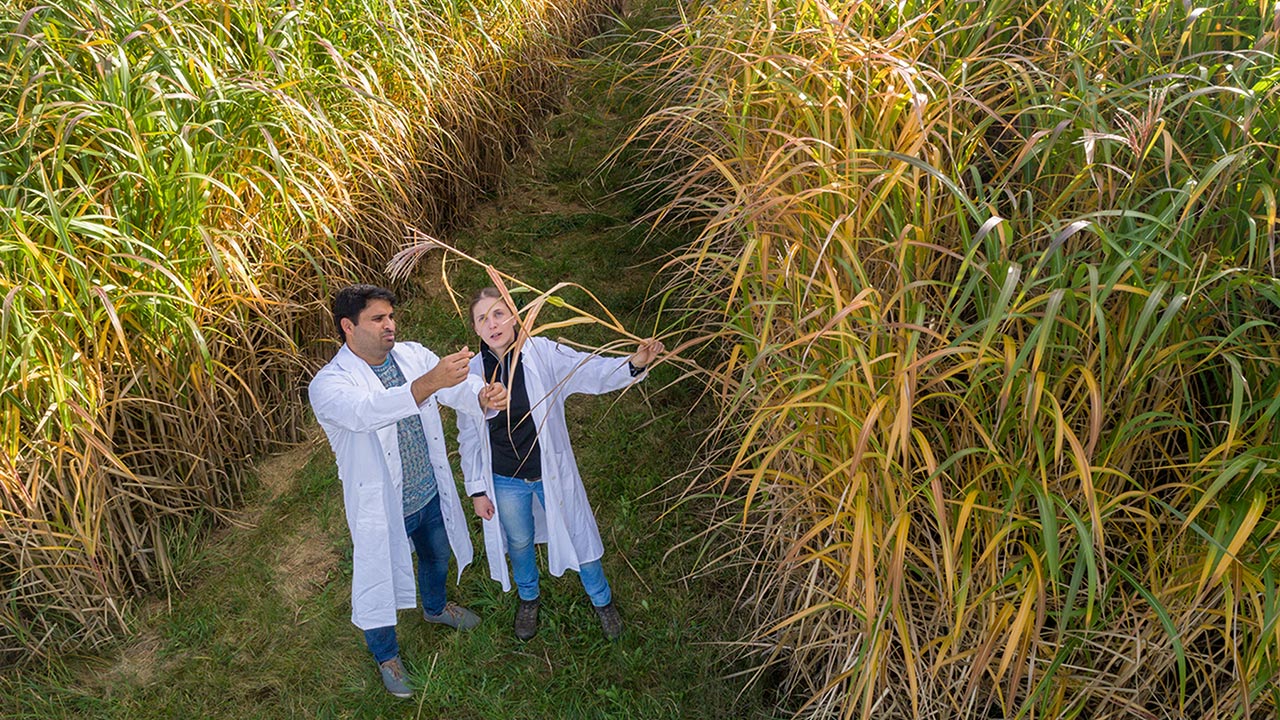 Zwei Forscher in einem Miscanthus-Feld