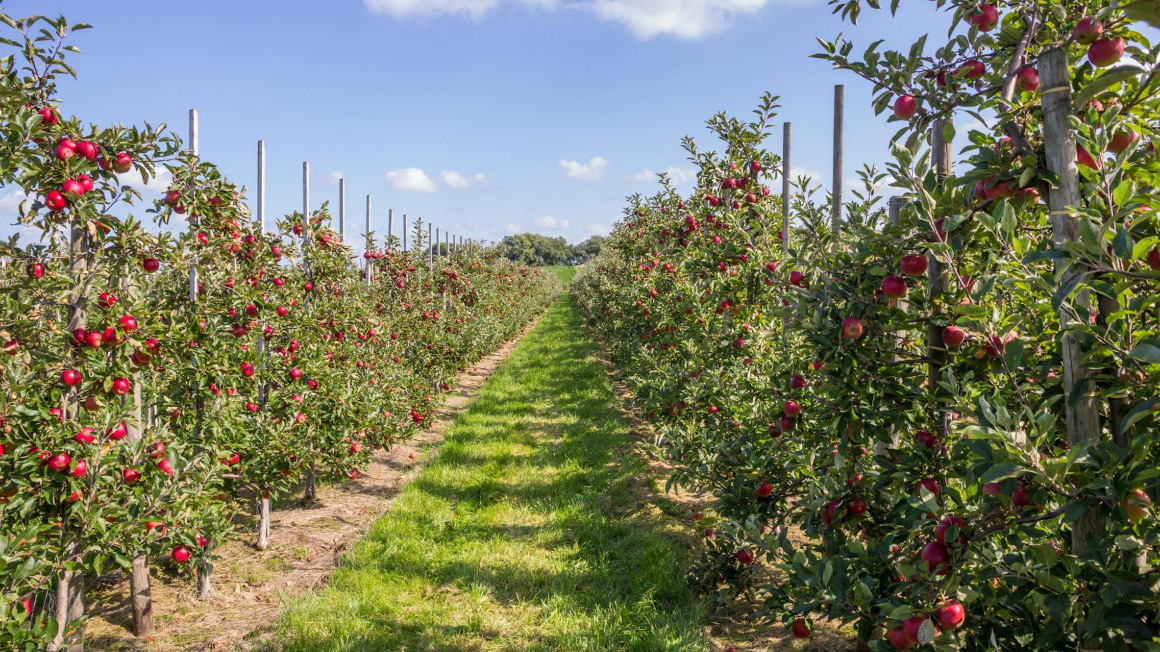 Die selenreiche Apfel-Innovation wird bisher nur im Alten Land angebaut.