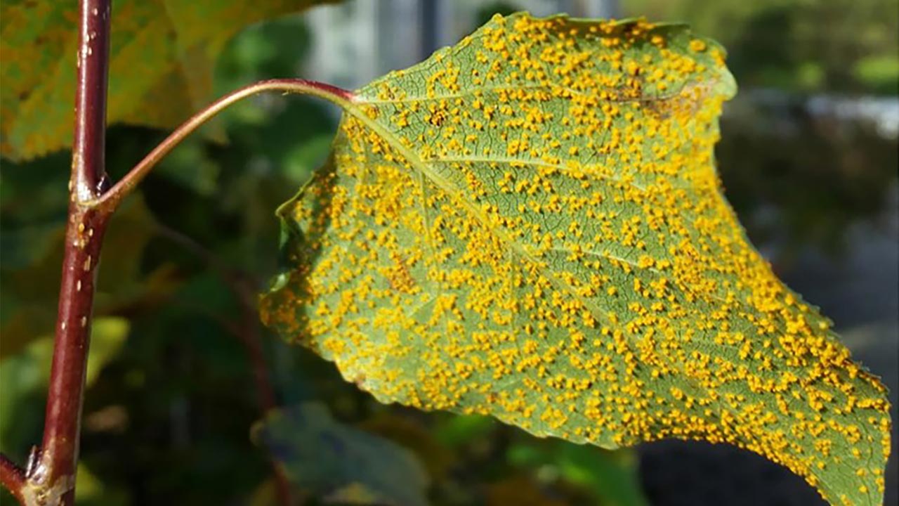 Pappelblatt mit Flecken durch Pilzbefall