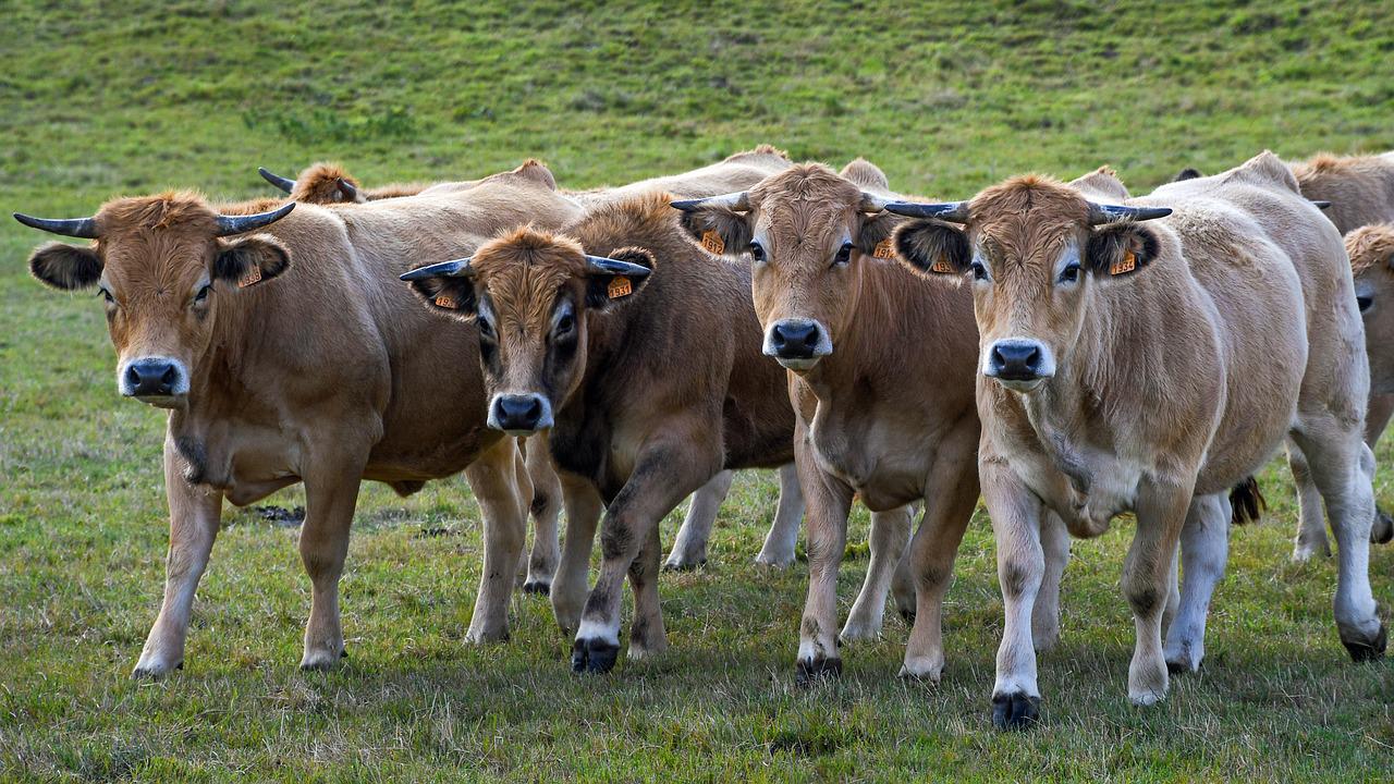Junge Rinder auf einer Weide