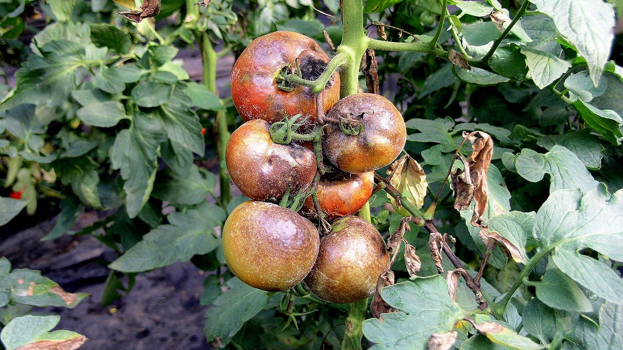 Verfärbte Tomatenfrüchte an einer Pflanze