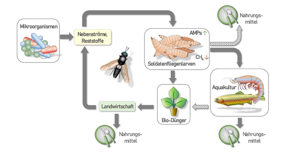 Abbildung: Insekten und ihre Mikroben: Neue Proteine für Tier und Mensch