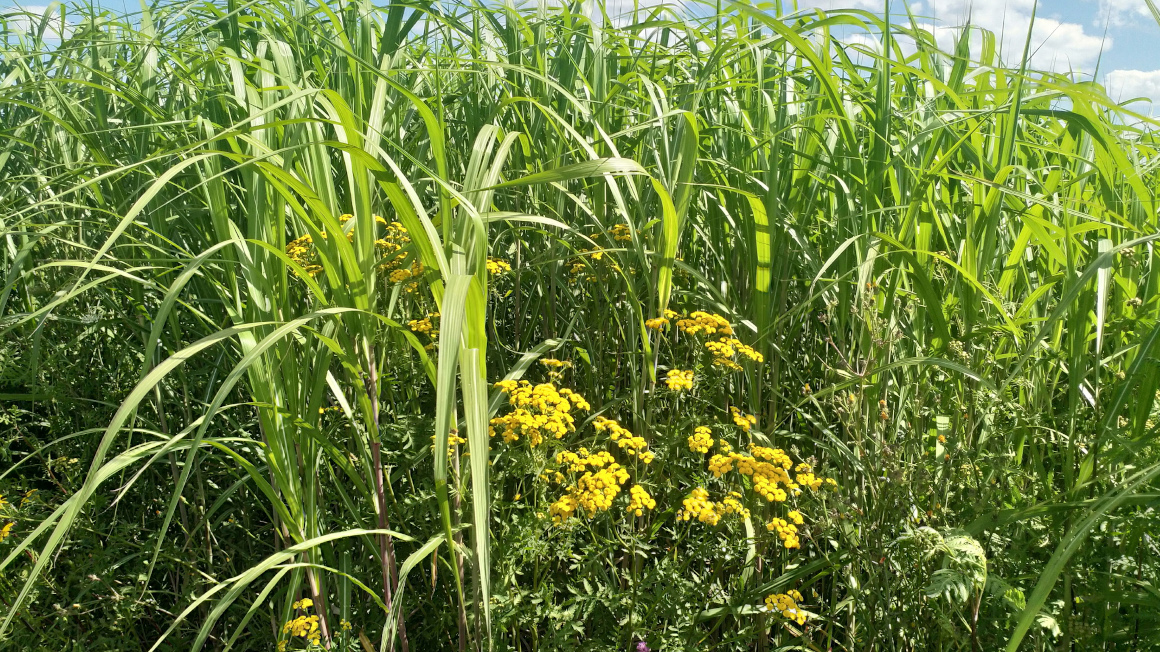 Wildblumen-Mischungen für die Bioenergie: Miscanthus und Rainfarn auf dem Goldenen Acker der Universität Hohenheim