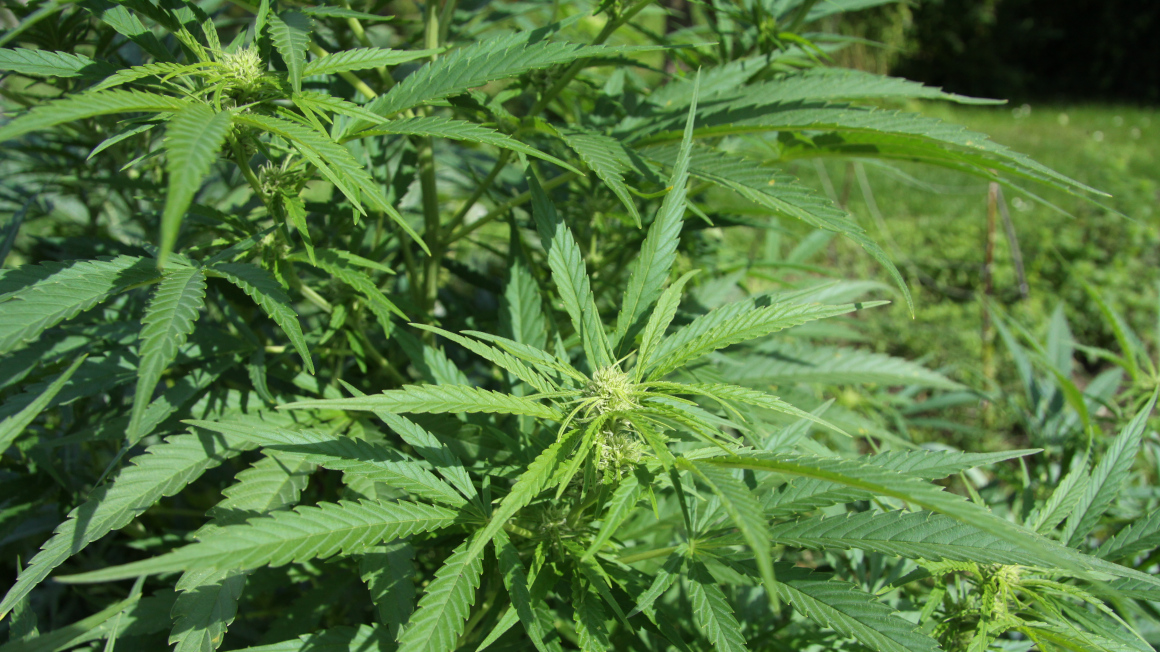 Hanf (Cannabis sativa) ist von der Anbauzeit eine Zwischenfrucht.