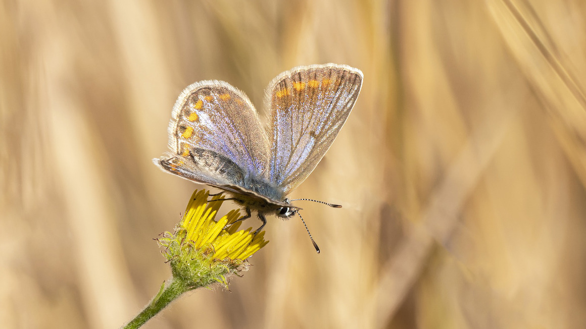 Schmetterling auf Butterblume