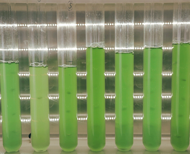 Glaszylinder mit Cyanobakterien