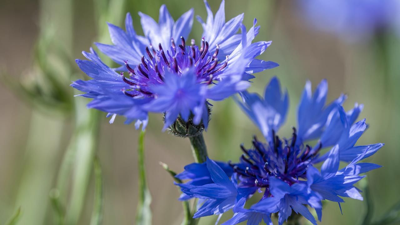 Zwei dunkelblaue Blüten