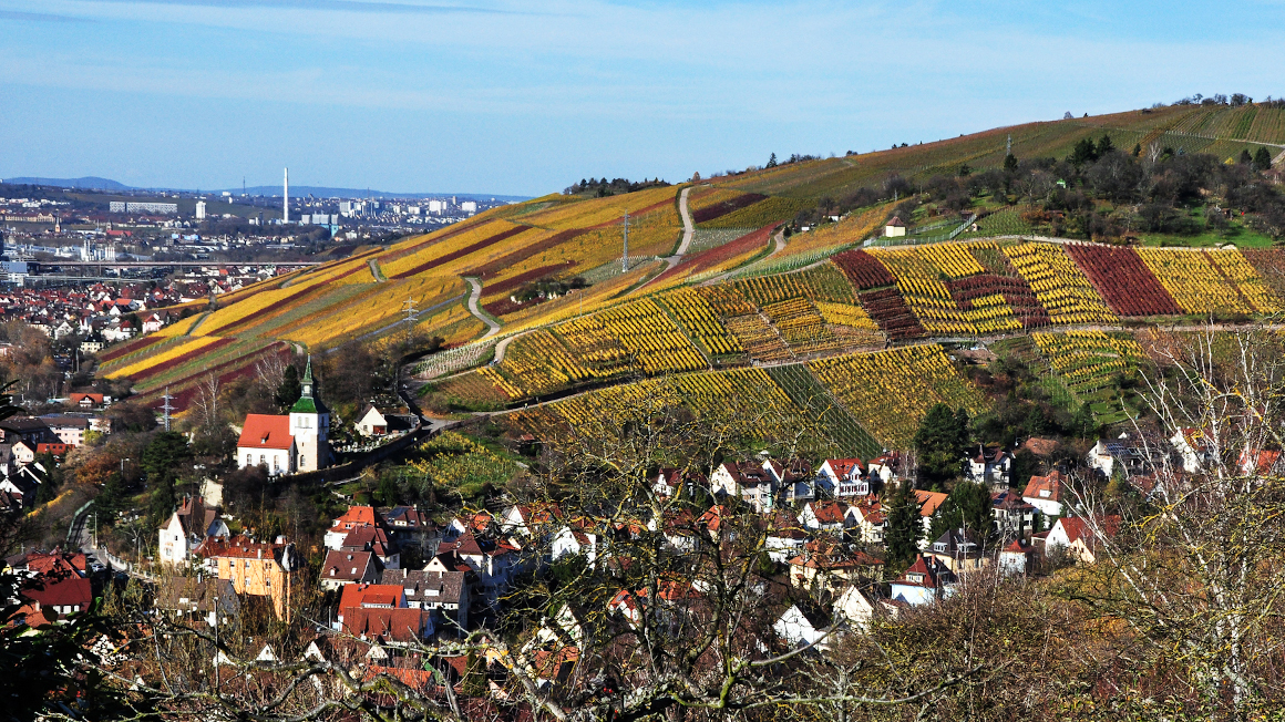 Das milde Stadtklima und die Hanglagen ermöglichen Weinbau mitten in Stuttgart, wie hier in Obertürkheim.