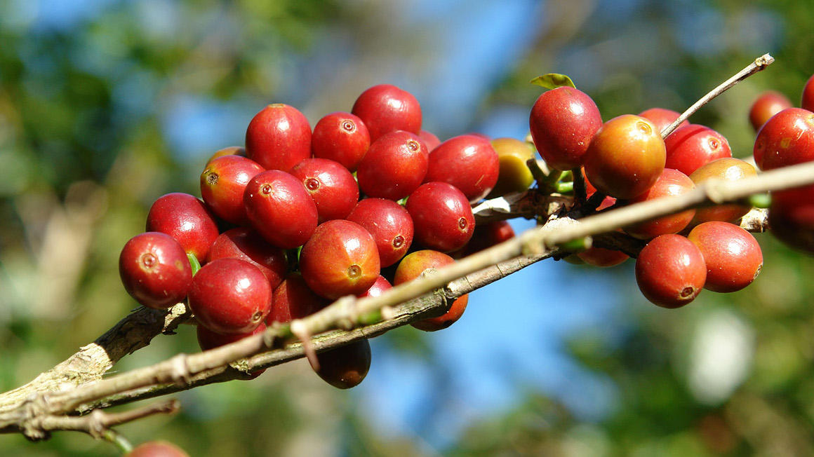 rote Kaffeekirschen am Zweig