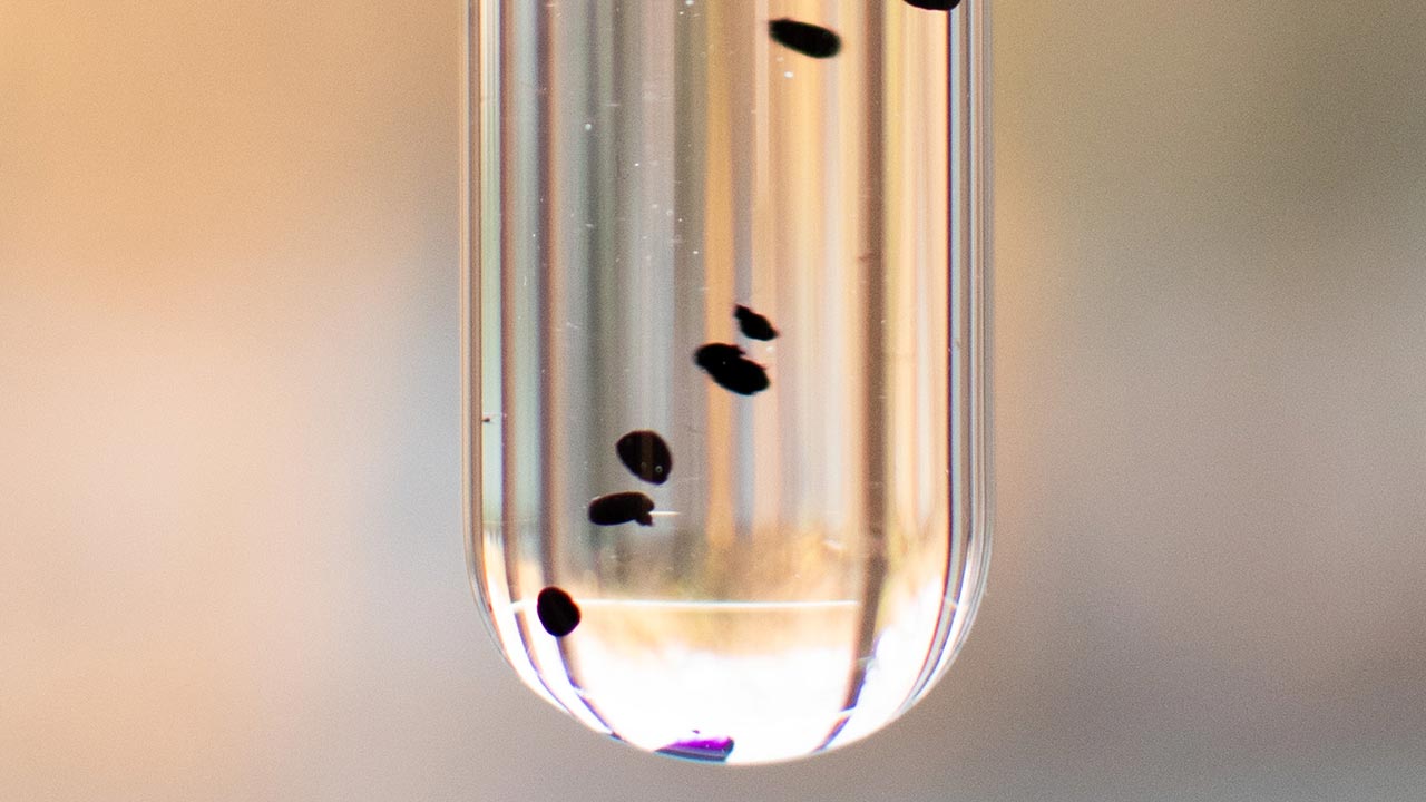 Ausschnitt eines Reagenzglases mit klarer Flüssigkeit und dunklen Polymerscheiben