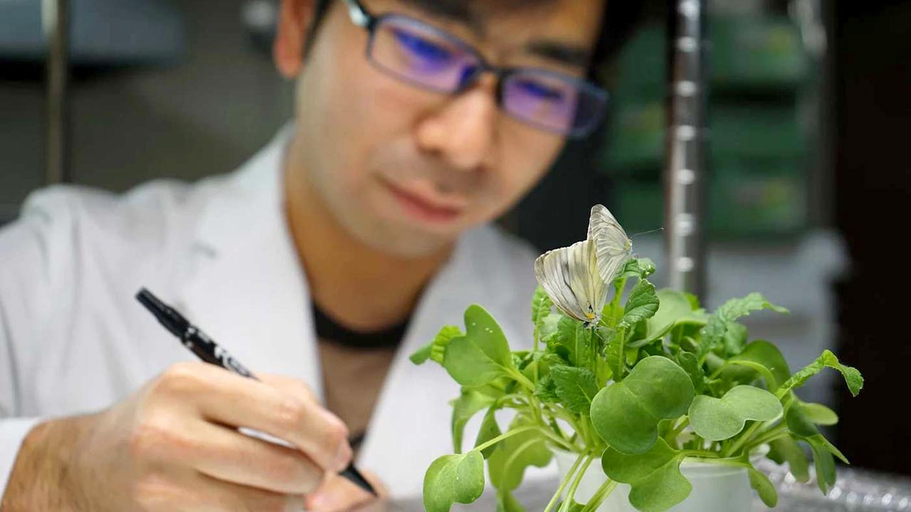 Mann in Laborkittel vor einer Pflanze mit zwei Kohlweißlingen