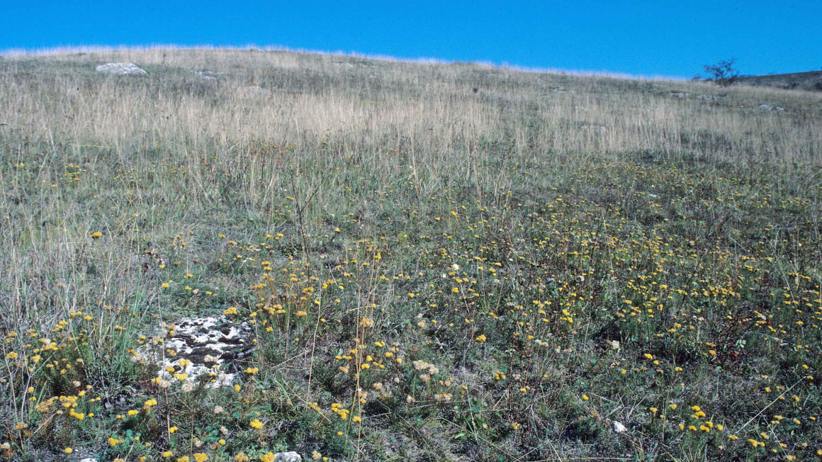 elbst am Ende des Sommers 1995 war der Trockenrasen am Schafberg (hier nur aus einer anderen Perspektive) noch grün und es blühten noch zahlreiche Pflanzen (wie die seltene Goldschopf-Aster).