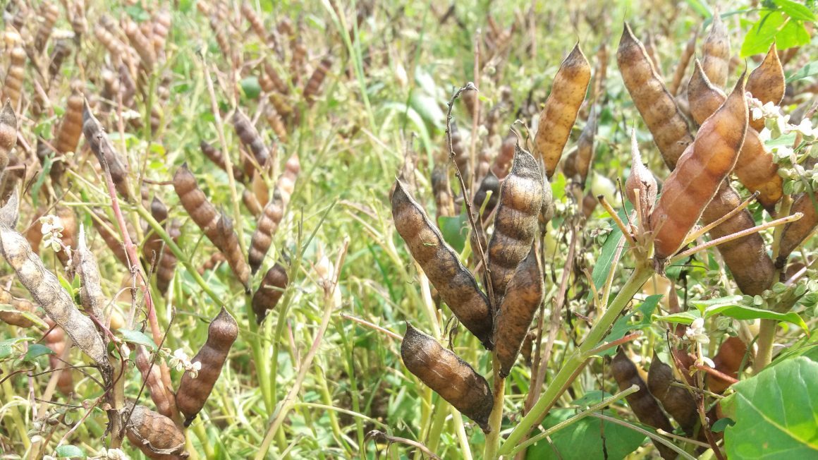 Der heimische Anbau von Sojabohnen könnte die Abhängigkeit von Importen verringern.