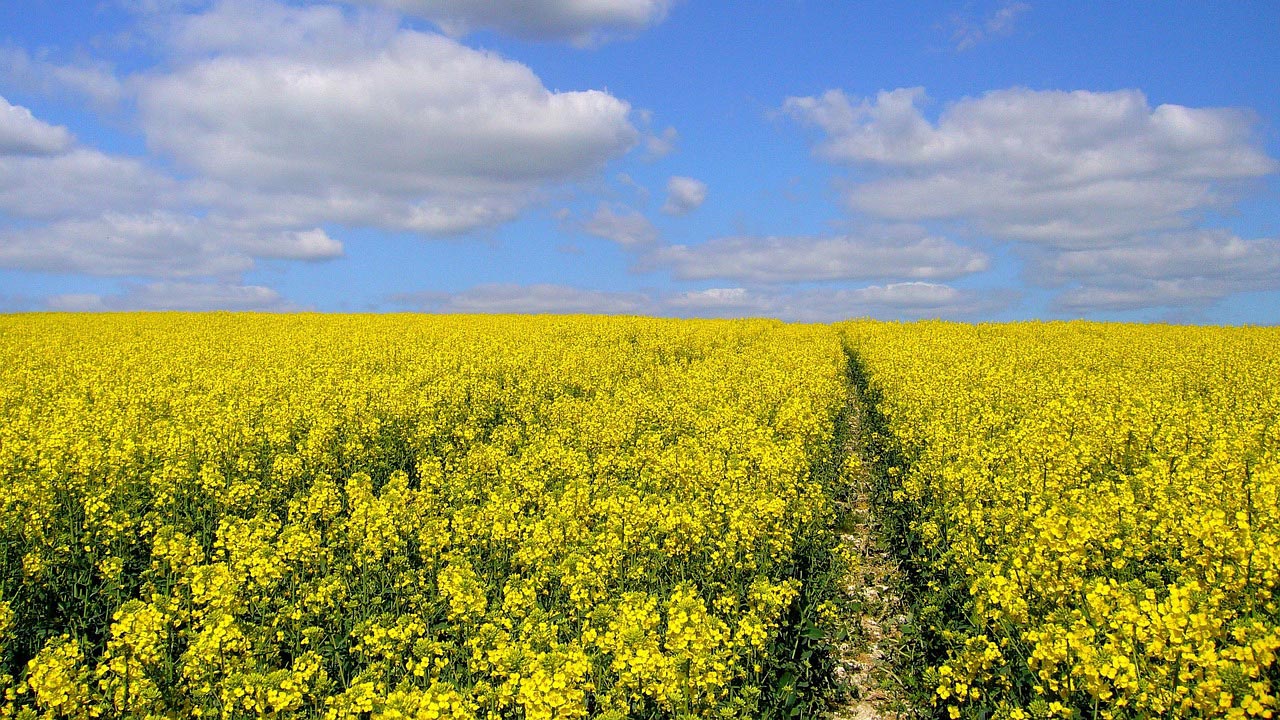 Feld mit gelb blühenden Pflanzen und locker bewölktem blauem Himmel