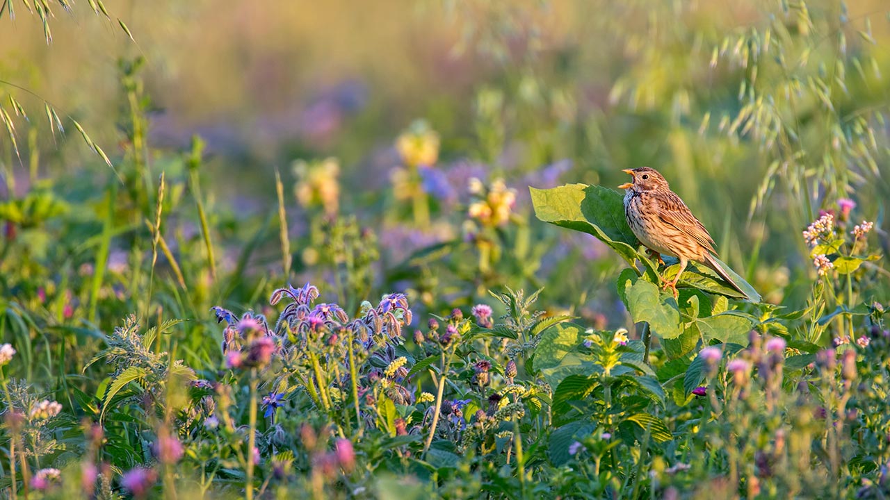 Grauammer in einer Blumenwiese