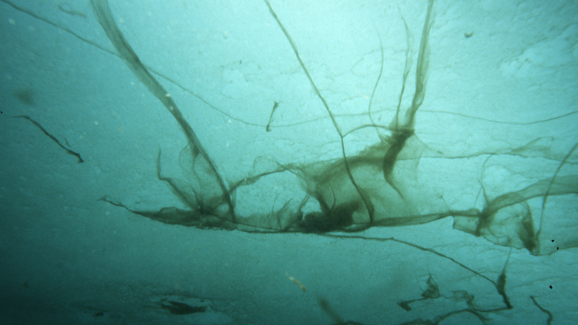 Makroskopisches Wachstum von Melosira arctica auf der Unterseite des Meereises