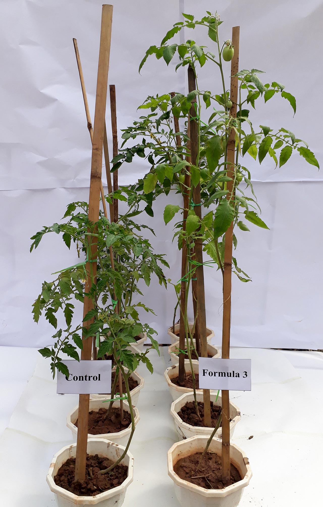 Zwei Reihen eingetopfte Tomatenpflanzen, links eher kleinwüchsig, rechts größer