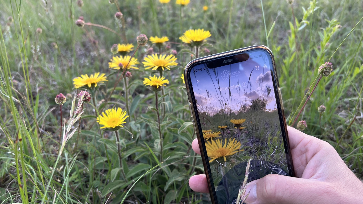 Die „Flora Incognita“-App hat neue Künstliche Intelligenz erhalten