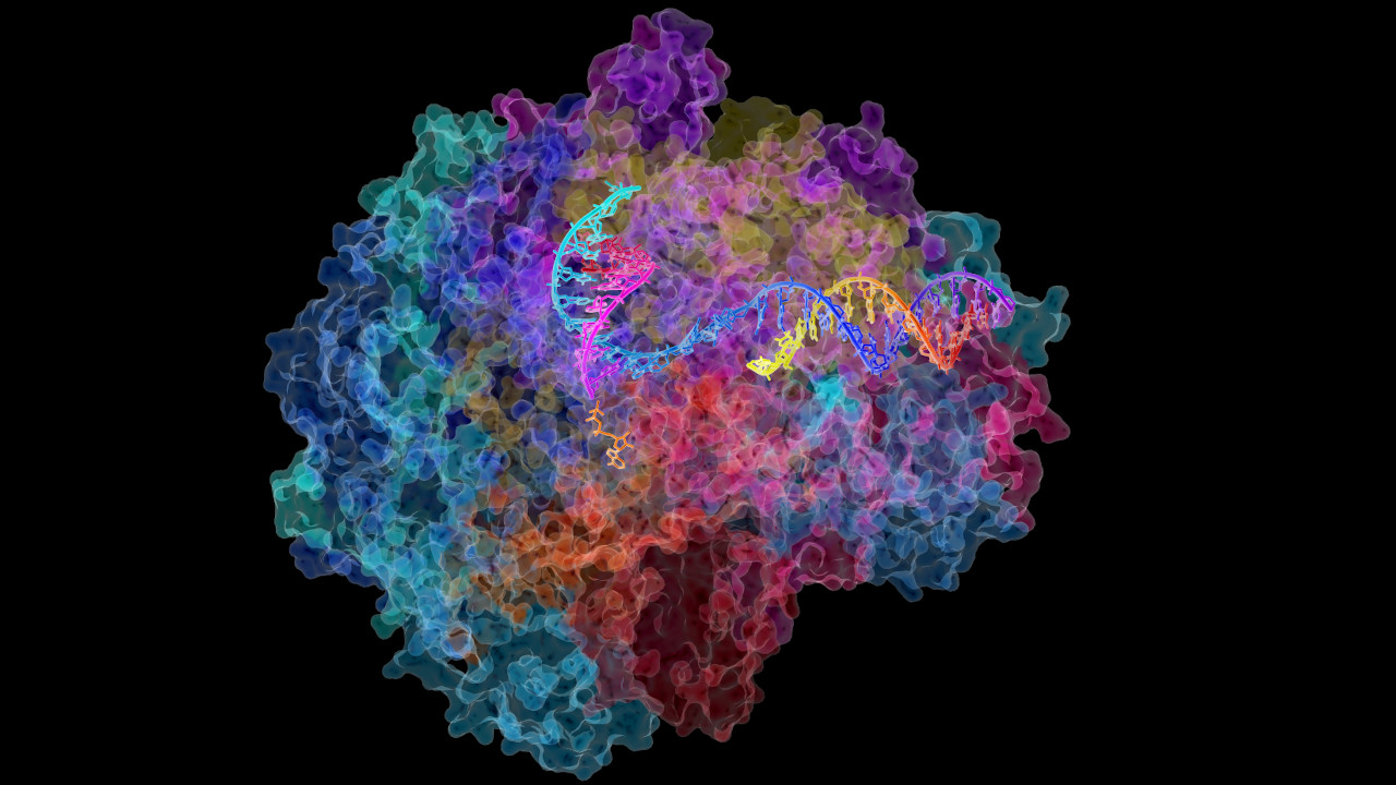RNA-Polymerase in Aktion