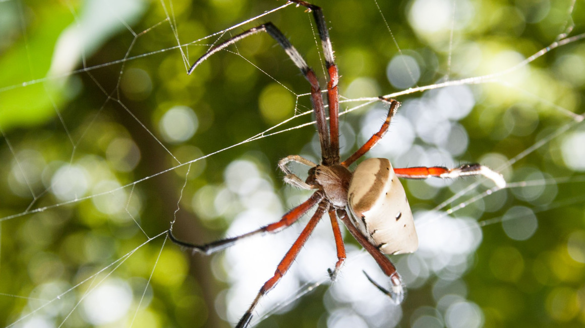 Radnetzspinne: eine Feindin für pflanzenfressende Arthropoden