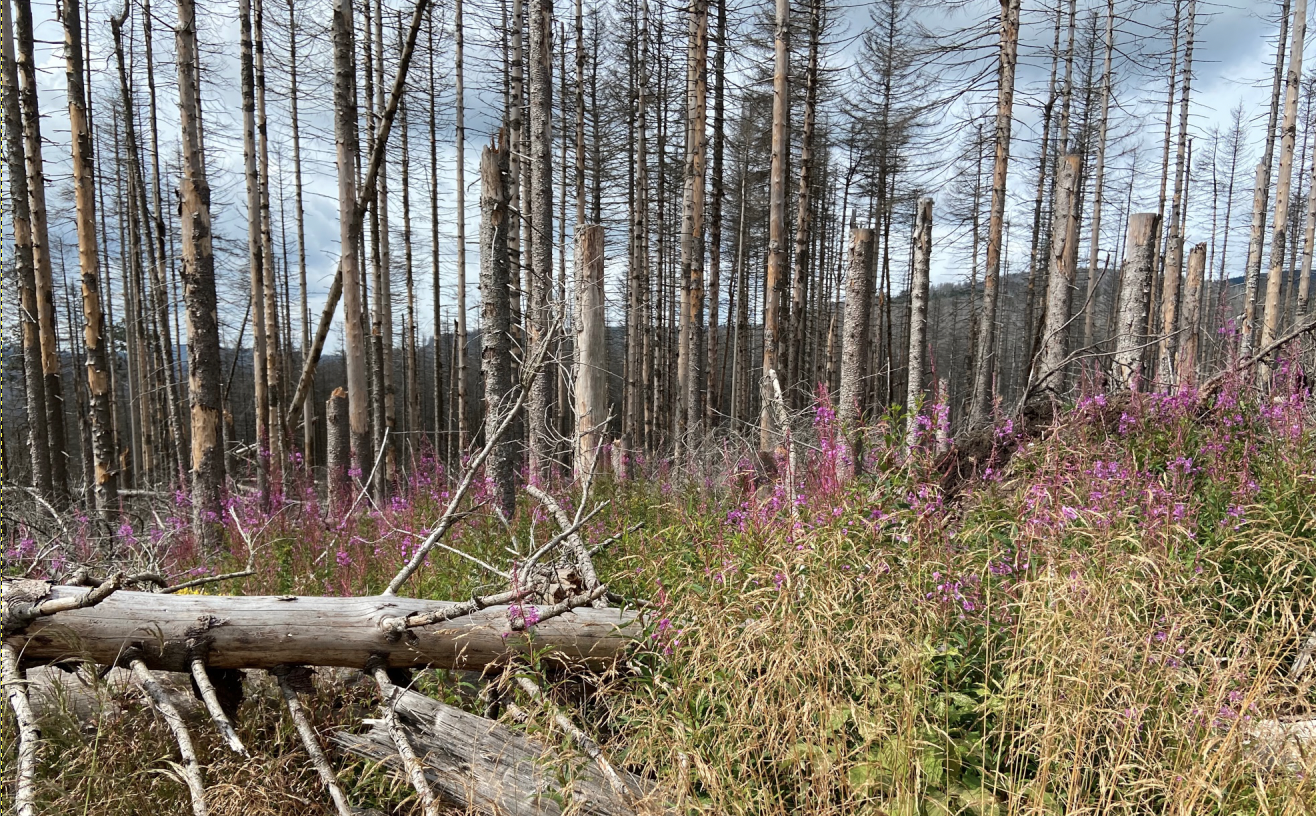 Wald Totholz