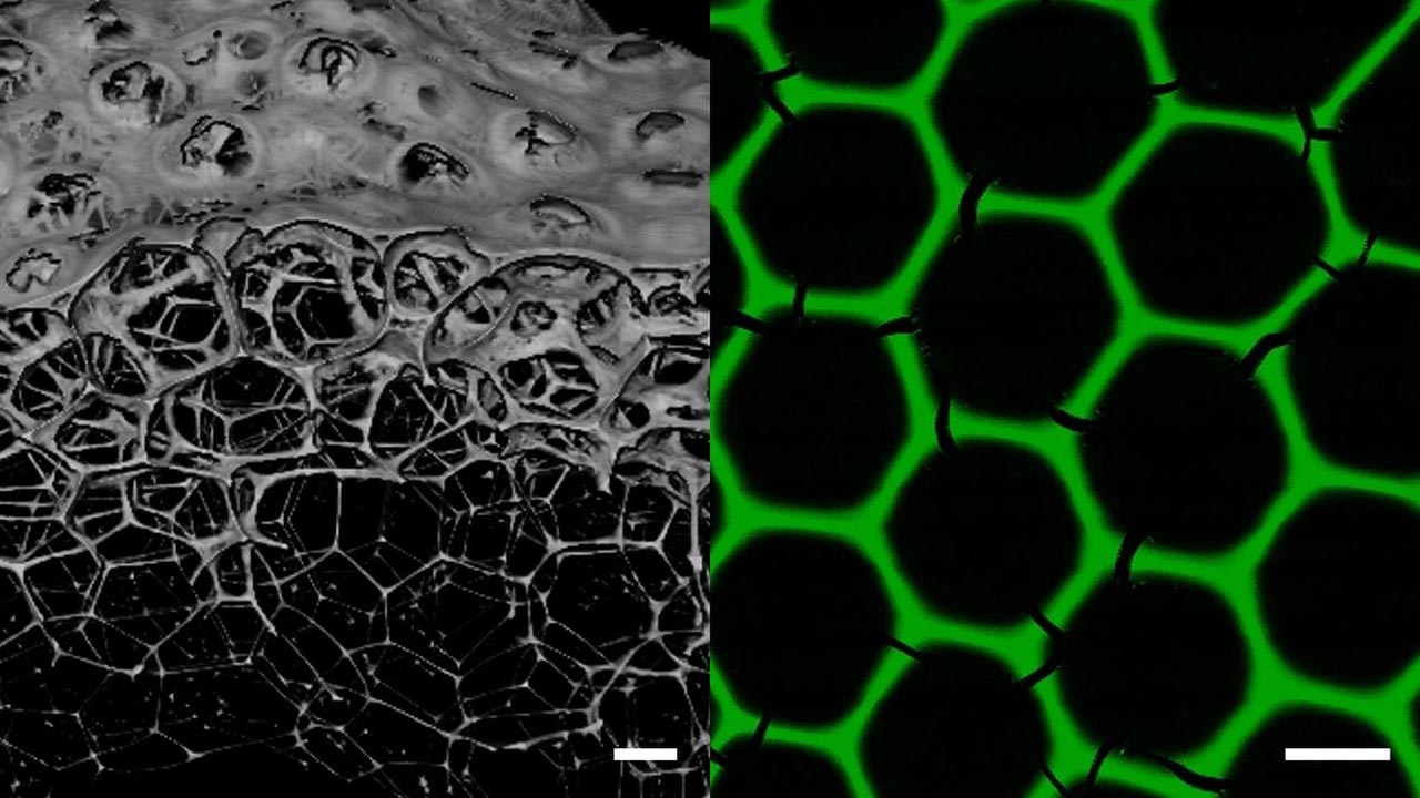 links Wabenstrukturen in grau und 3D, rechts grünes hexagonales Wabenmuster