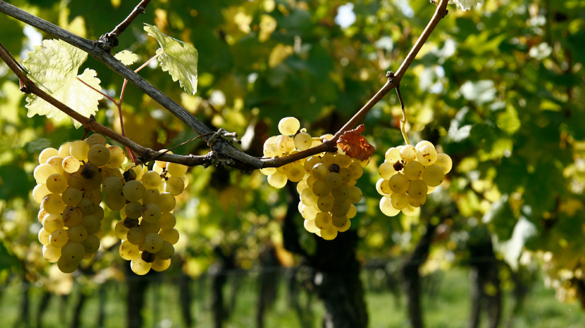 Die Einsparung von Fungiziden im Weinbau ist das Ziel eines Verbundprojektes unter Leitung der Universität Hohenheim.