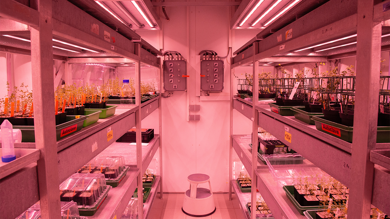 Klimakammer im Max-Planck-Institut für Pflanzenphysiologie mit Lotus Japonicus