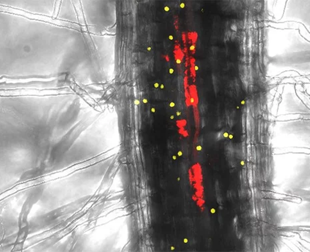 Proteinaktivität Mais Mykorrhiza MPI für Pflanzenphysiologie Caroline Gutjahr