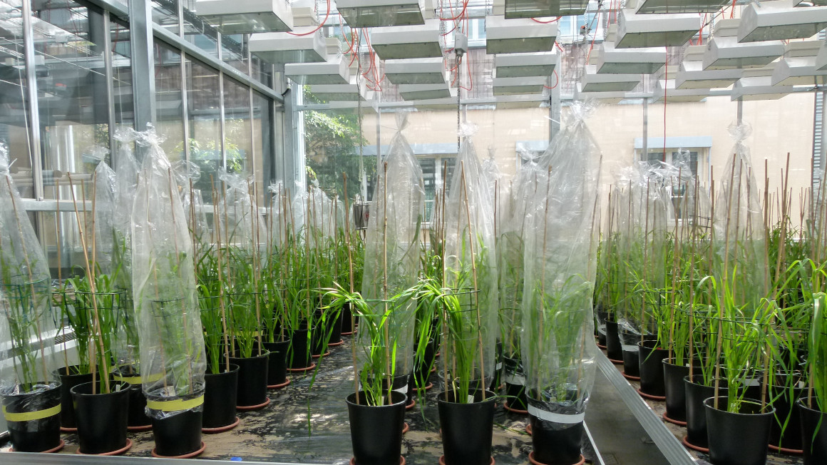 In Gewächshausversuchen wurden die gemeinsame Reaktion der Weizenpflanzen und ihrer Mikrobiota untersucht, um letztlich neue Erkenntnisse für klimaangepasste Weizenanbausysteme zu liefern.