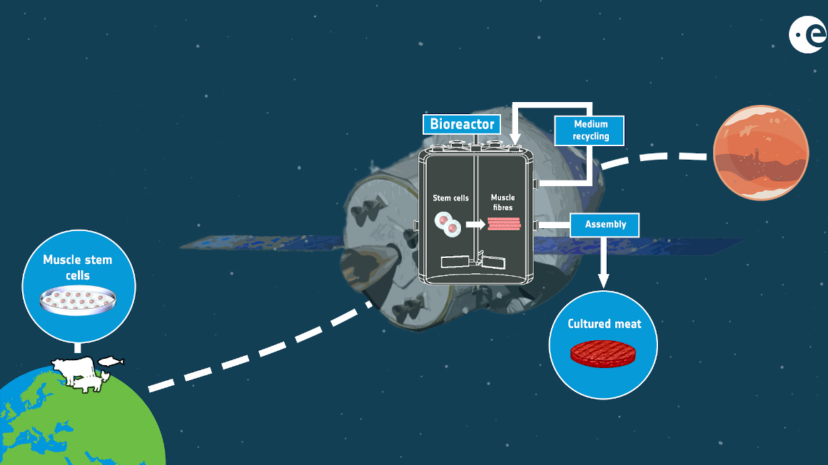 Um Astronauten bei Langzeitmissionen im Weltraum mit nahrhafter Nahrung zu versorgen, wird es immer wichtiger, Lebensmittel im Weltraum züchten zu können.