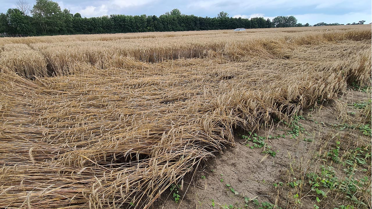 Getreidefeld, bei dem das Getreide im Vordergrund auf dem Boden liegt.