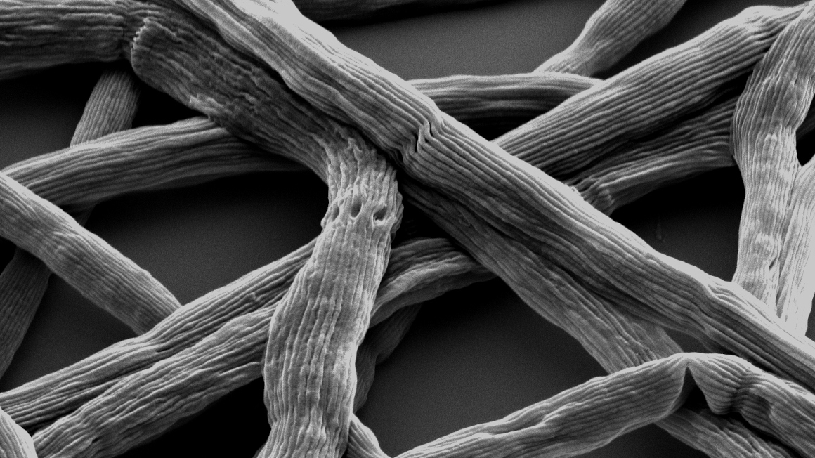 Die Mikrobe des Jahres 2024, das Kabelbakterium Candidatus Elektronema, 10.000fach vergrößert, bildet „Kabelsalat“. 