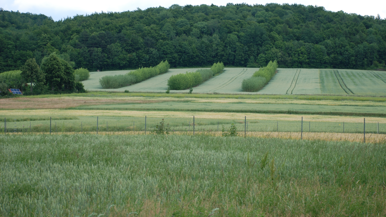 Blick auf ein Feld am Waldrand, das mit Reihen von Sträuchern bepflanzt ist. 