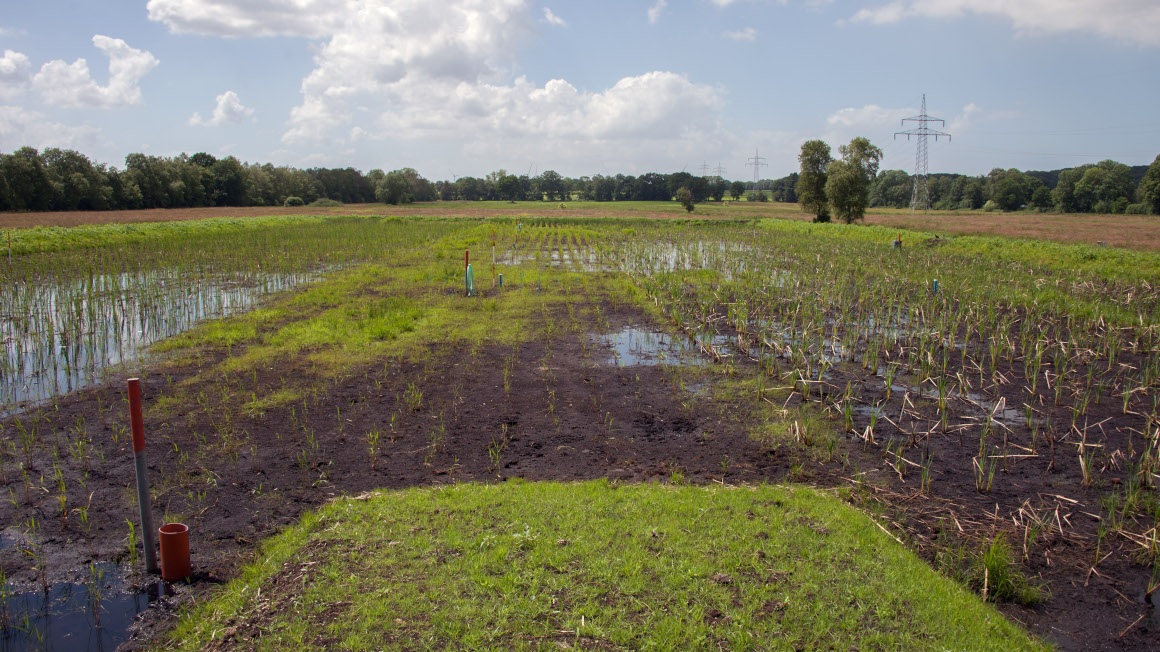 Paludikultur - Rohkolenanbau in wiedervernässtem Moor