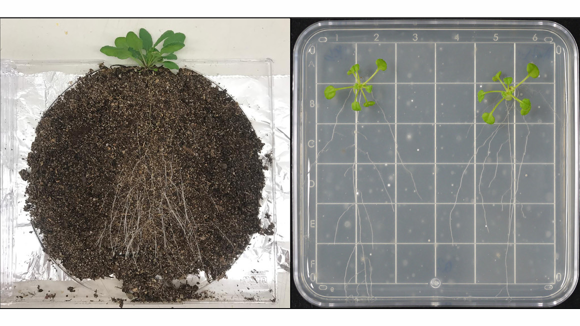 Zwei experimentelle Anzuchtsysteme, die für die Untersuchung der Wurzelmikrobiota entwickelt wurden. Links: CD-Rhizotron, hier wachsen Pflanzen auf Erde; rechts: ArtSoil, bei dem Pflanzen auf einer Agar-Matrix mit erdähnlichen Eigenschaften gezogen.