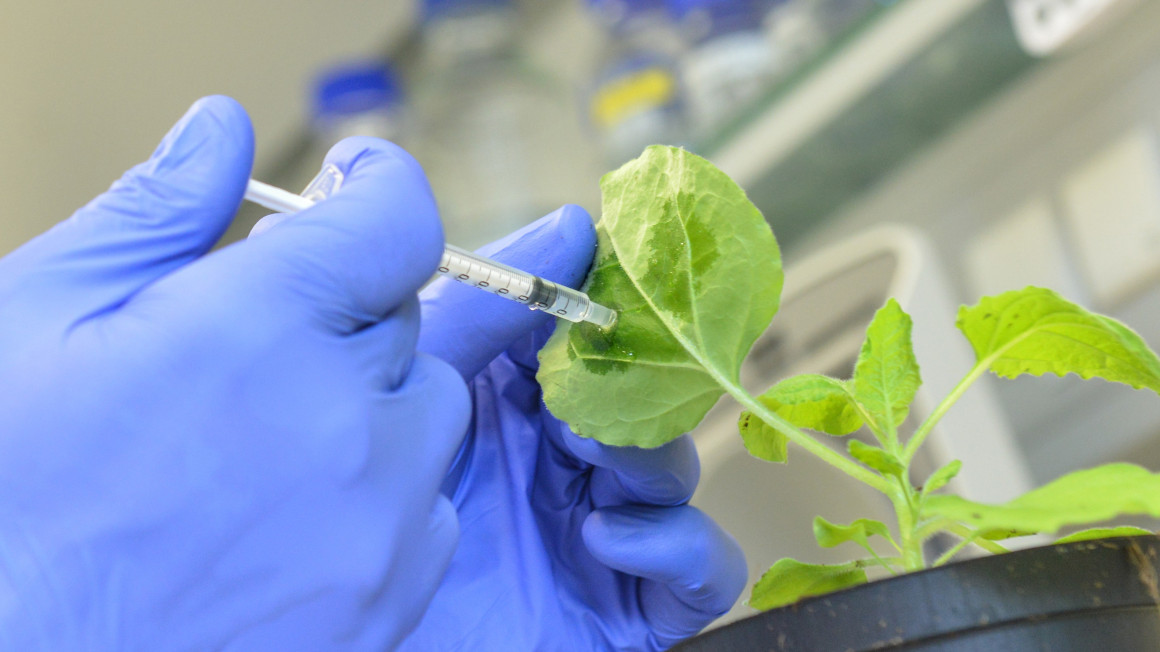 Mit den neuen Wirkstoffen können Pflanzen vor Viren geschützt werden.