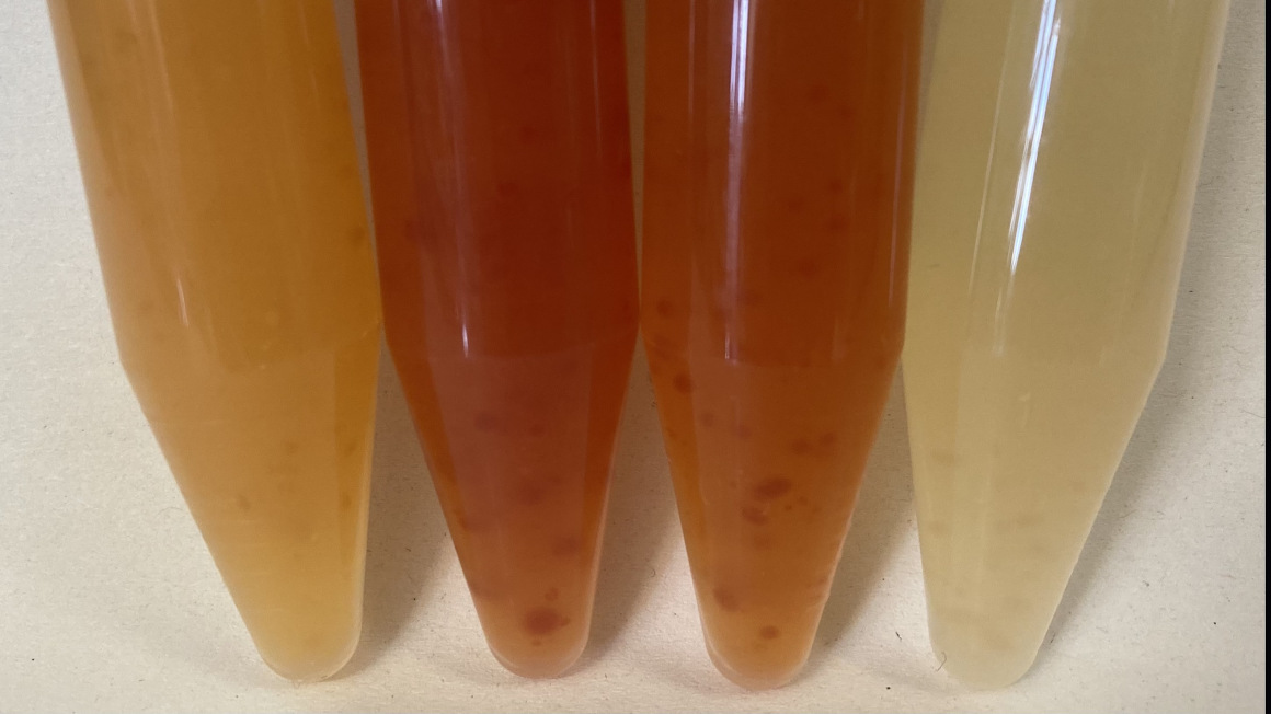 Unterschiedliche Farbstoffproduktion bei submerser Kultivierung verschiedener Laetiporus Stämme.