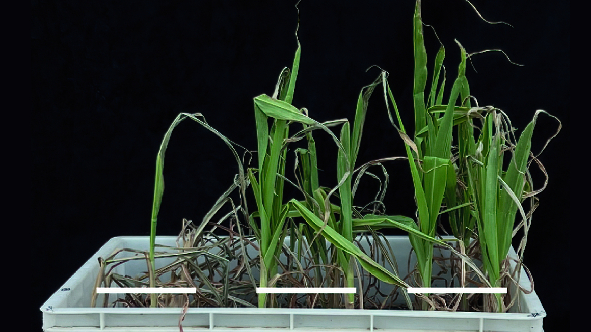 Drei verschiedene Maispflanzen nach einer Dürre und anschließender Wiederbewässerung. In den beiden rechten Pflanzen wurde ein Gen ausgeschaltet, wodurch sie weniger Seminal- und mehr Lateralwurzeln bildeten. Linke Pflanze mit intaktem Gen