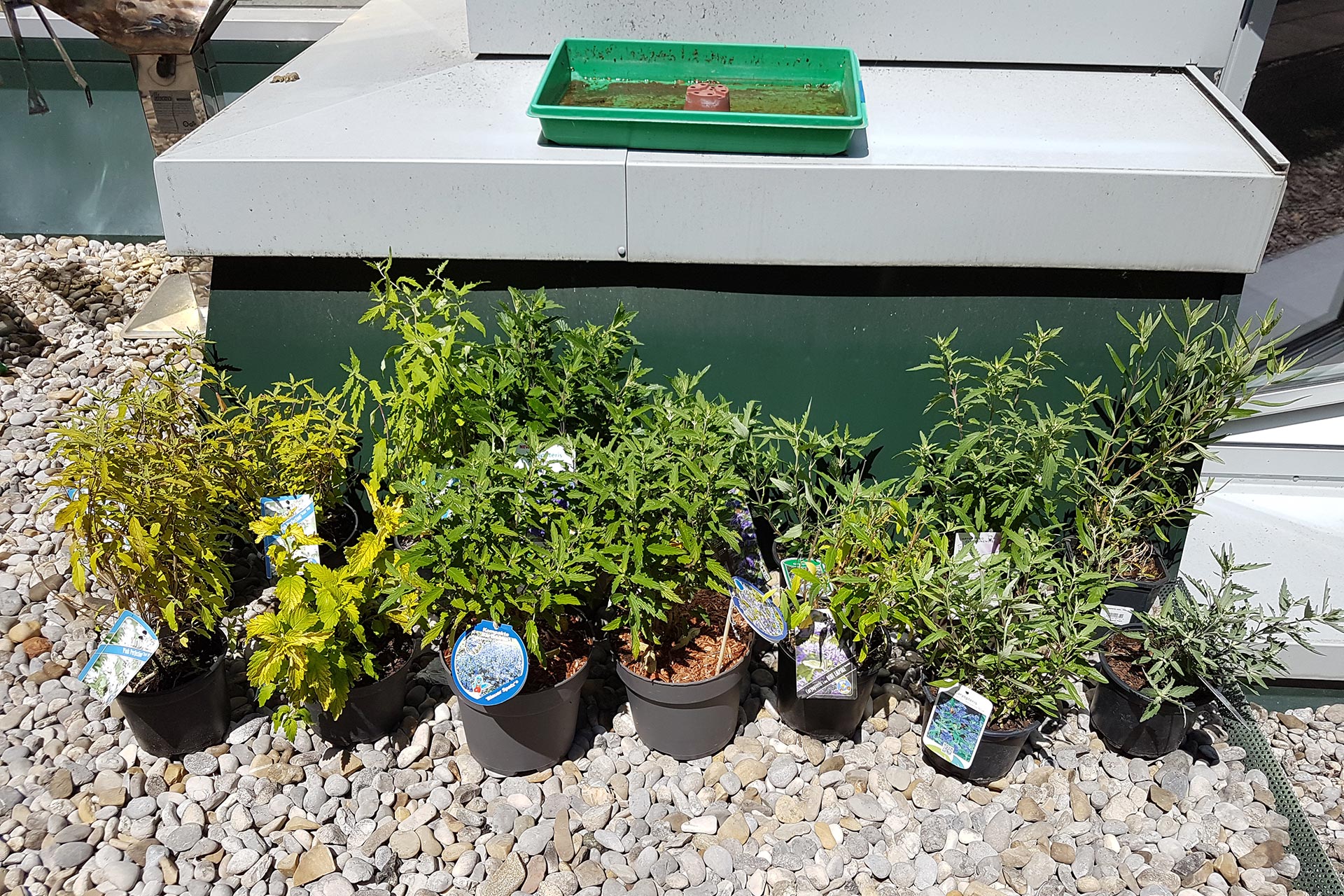 Mehrere Topfpflanzen vor einer großen grün-weißen Kiste