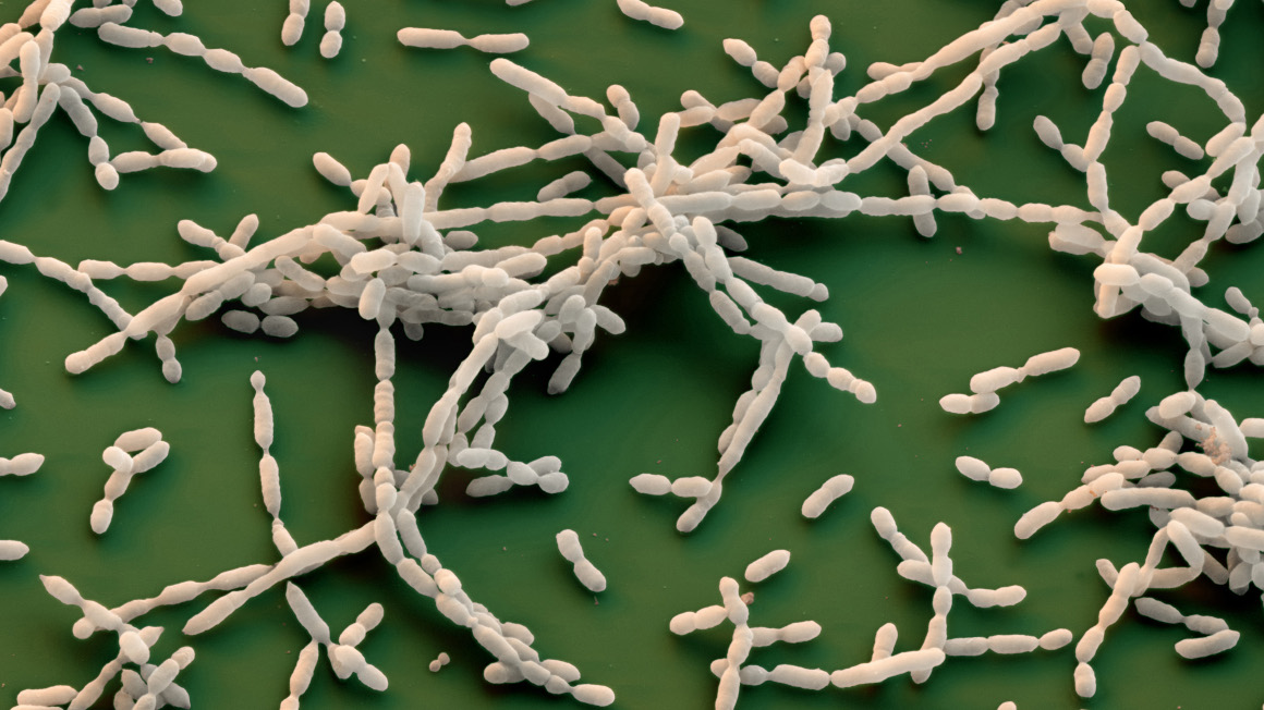 Das Bakterium Basfia succiniciproducens produziert das Zwischenprodukt Fumarat. Und bindet dabei das Klimagas Kohlendioxid.