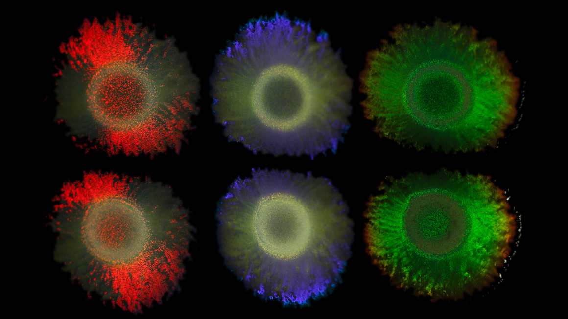 Kolonien des Meeresbakteriums Marinobacter alginolytica. So wie die Federn des Pfaus leuchtende Farben aufweisen, sind diese Farben auf geordnete Strukturen zurückzuführen, die einen photonischen Kristall bilden und Interferenzeffekte verursachen.