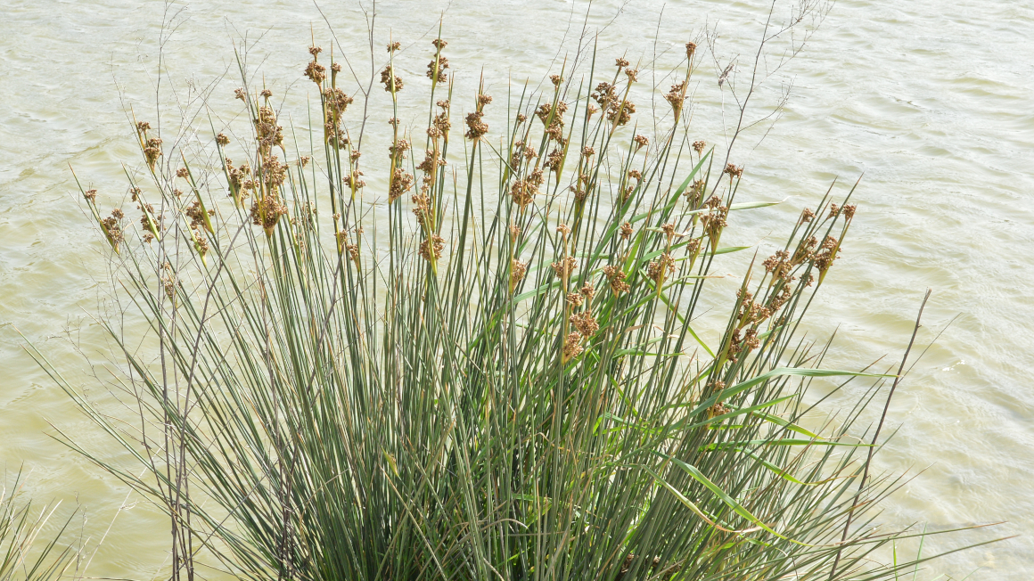 Weitere Einzelheiten  Stechende Binse (Juncus acutus)