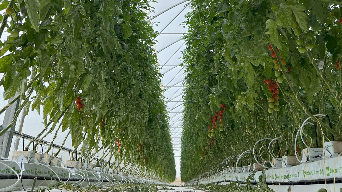 Blick ins hydroponische Gewächshaus im niedersächsischen Landkreis Gifhorn